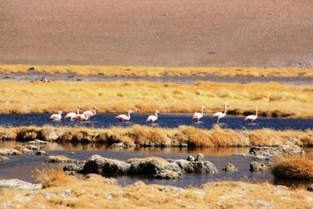 Flamingos in einer Laguna auf 4200 Meter